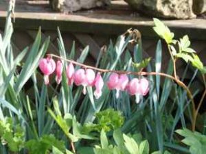Bleeding Hearts