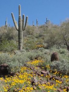 Saguaro cactus and a carpet of yellow, Mexican poppies.