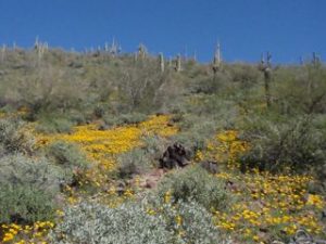 Desert booms, saguaro cactus, Lake Pleasant, Arizona