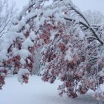 Magnolia tree bearing the weight of snow.