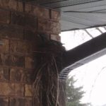 Robin nest under eaves