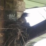One more day, oready to fly?