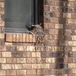 Robin incubating a clutch of eggs.