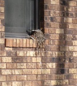 Robin incubating a clutch of eggs.