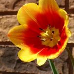 Tulip Brick