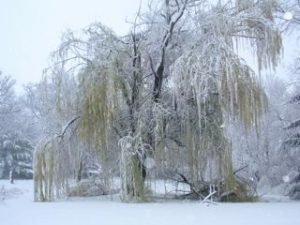 How much can an old willow tree take?