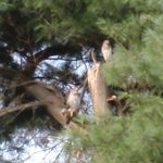 Two Red-tailed hawks in ta pine tree