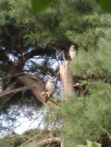 Two Red-tailed hawks in ta pine tree