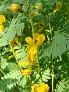 Partridge Pea