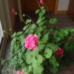 Geraniums