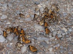 Butterflies clustered on the ground