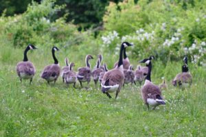 Out visitors were similar to this gaggle. http://10000birds.com/the-canada-goose.htm