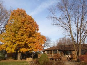 Maple tree & House