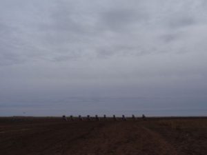 From a distance, Cadillac Ranch underwhelms. 