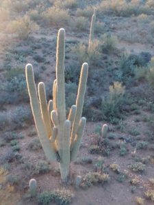 The soft arms of a saguaro reach toward us. 