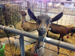 Iowa State Fair Goat