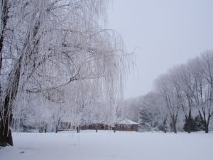 Willow tree - winter