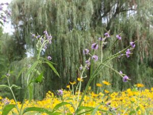 Willow tree - Blue Vervain