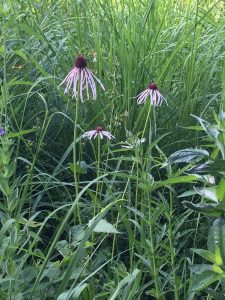 A pale purple coneflower also made its first appearance.