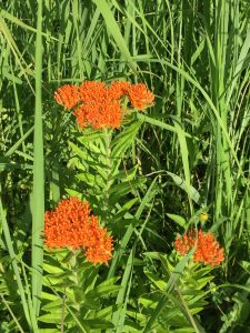 Butterfly milkweed is the only orange flower we see, and it's stunning.