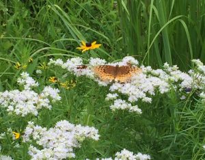 Orange butterfly on Whorled Milkweed