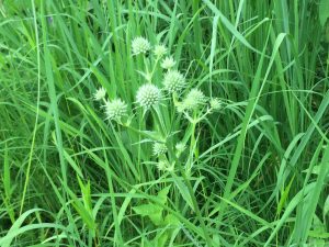 I'm sharing this Rattlesnake Master because I love the make, how weird the plant looks, and it's the first time I've seen it this year. No insects visible. here. 