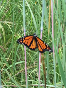 monarch in prairie